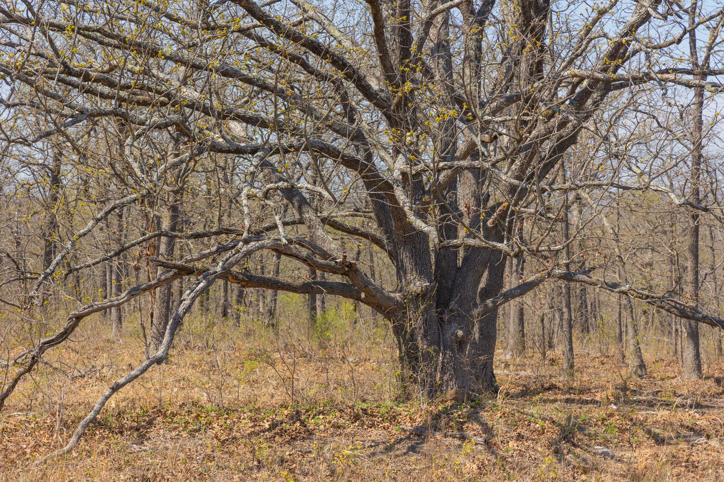 Tract 5 at Jlh Estates in Okfuskee County, Oklahoma